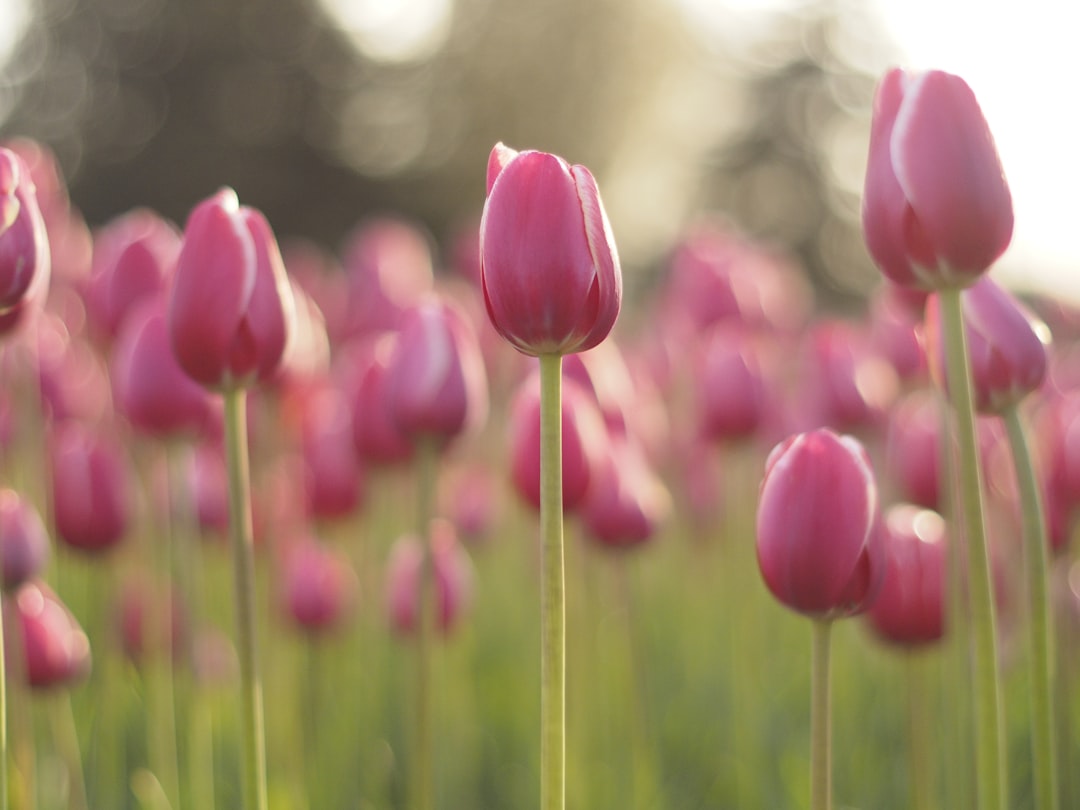 pink tulips in bloom during daytime, hundreds of pink tulips with bokeh