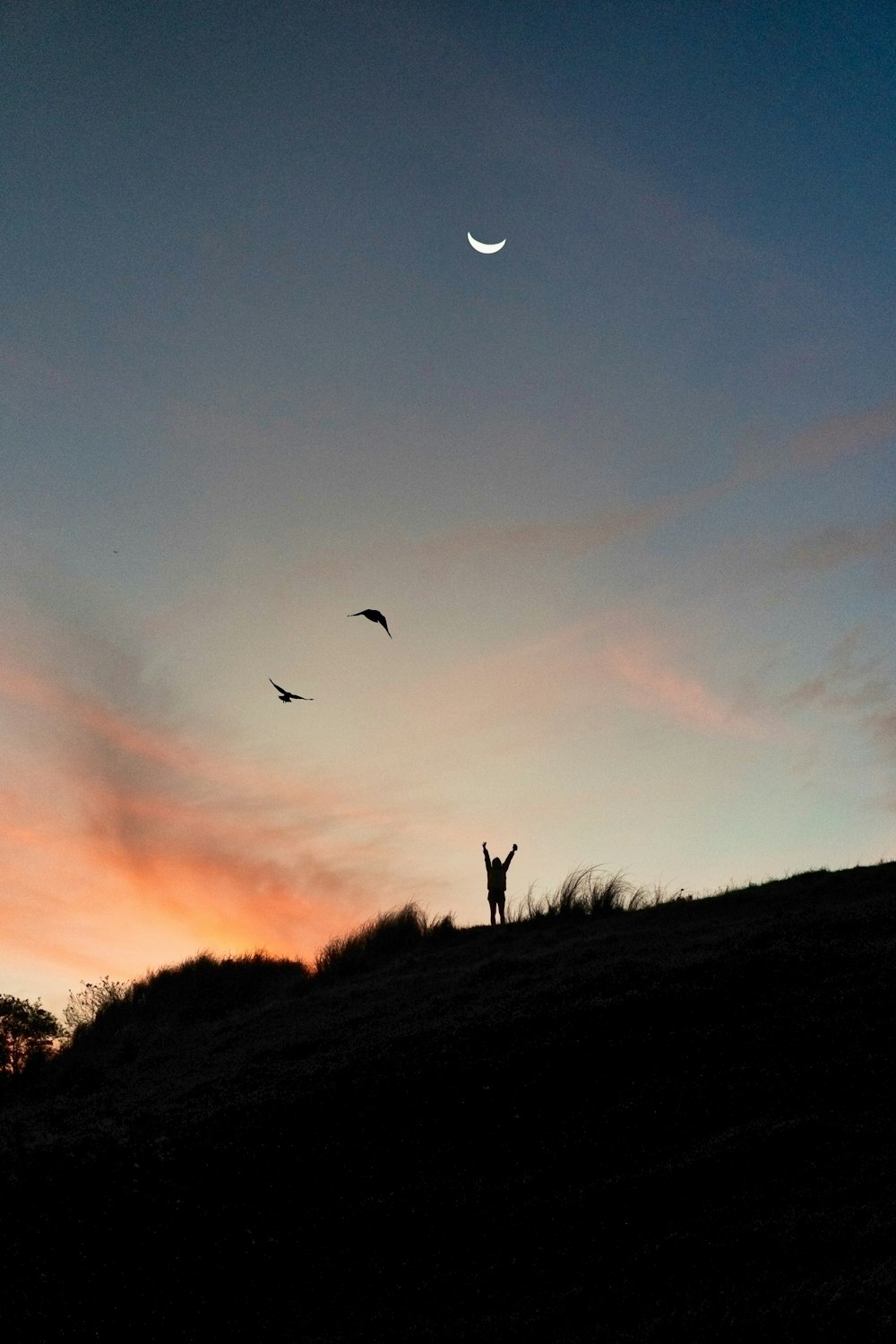 silhouette of grass under cloudy sky during sunset