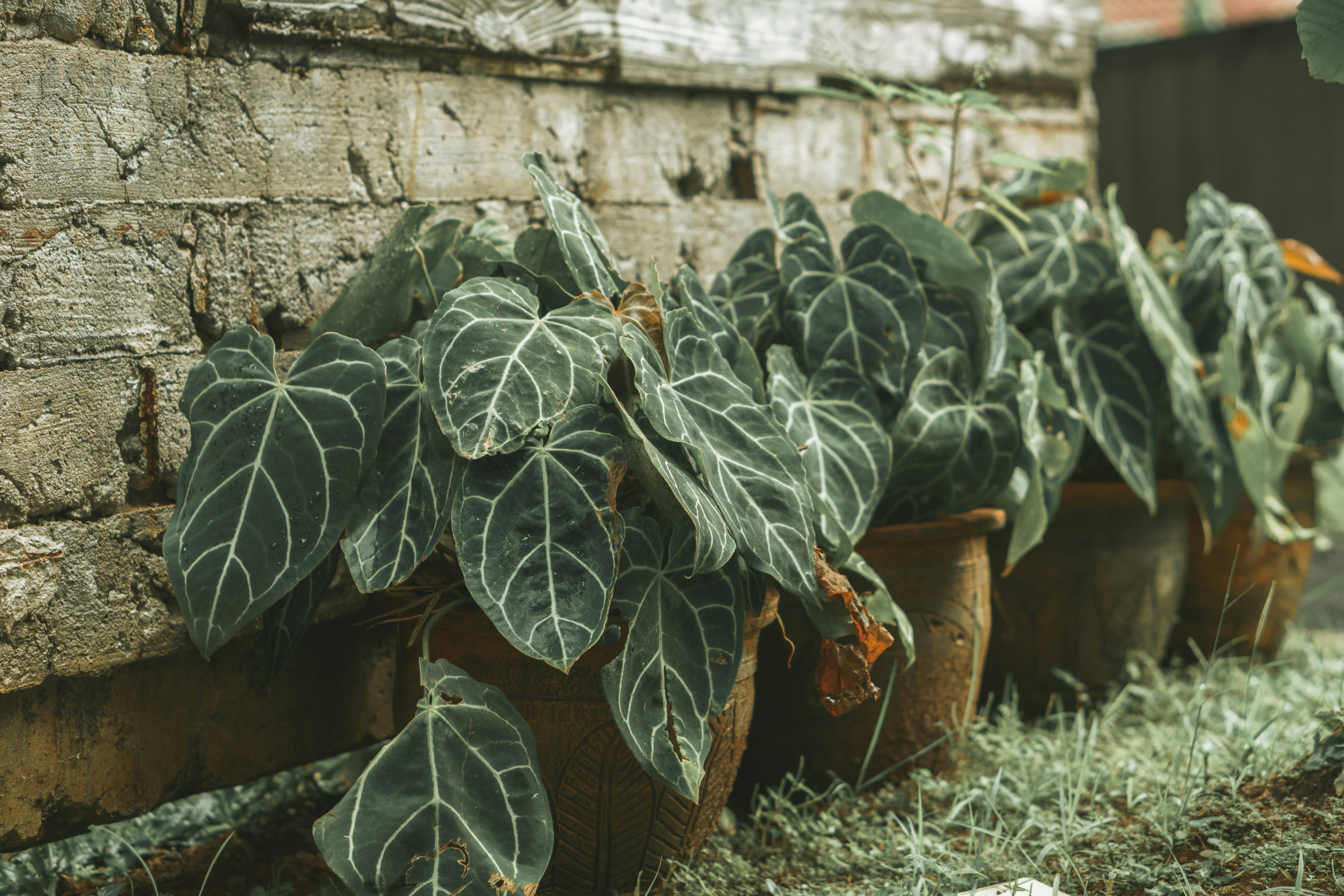 green plant on brown clay pot