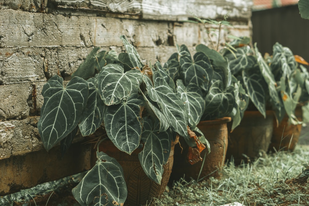 green plant on brown clay pot