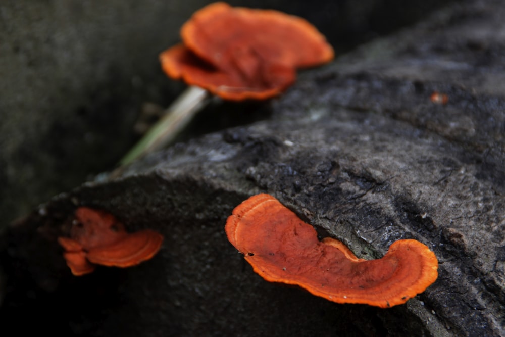 cogumelo marrom no tronco preto da árvore