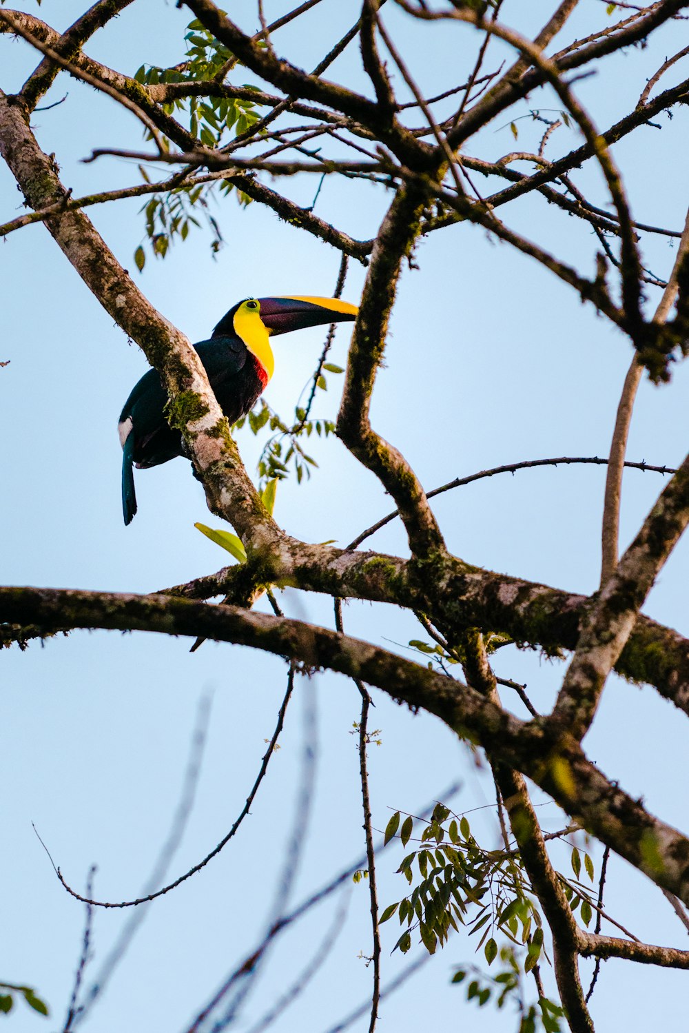 昼間、茶色の木の枝にとまる黒と黄色の鳥