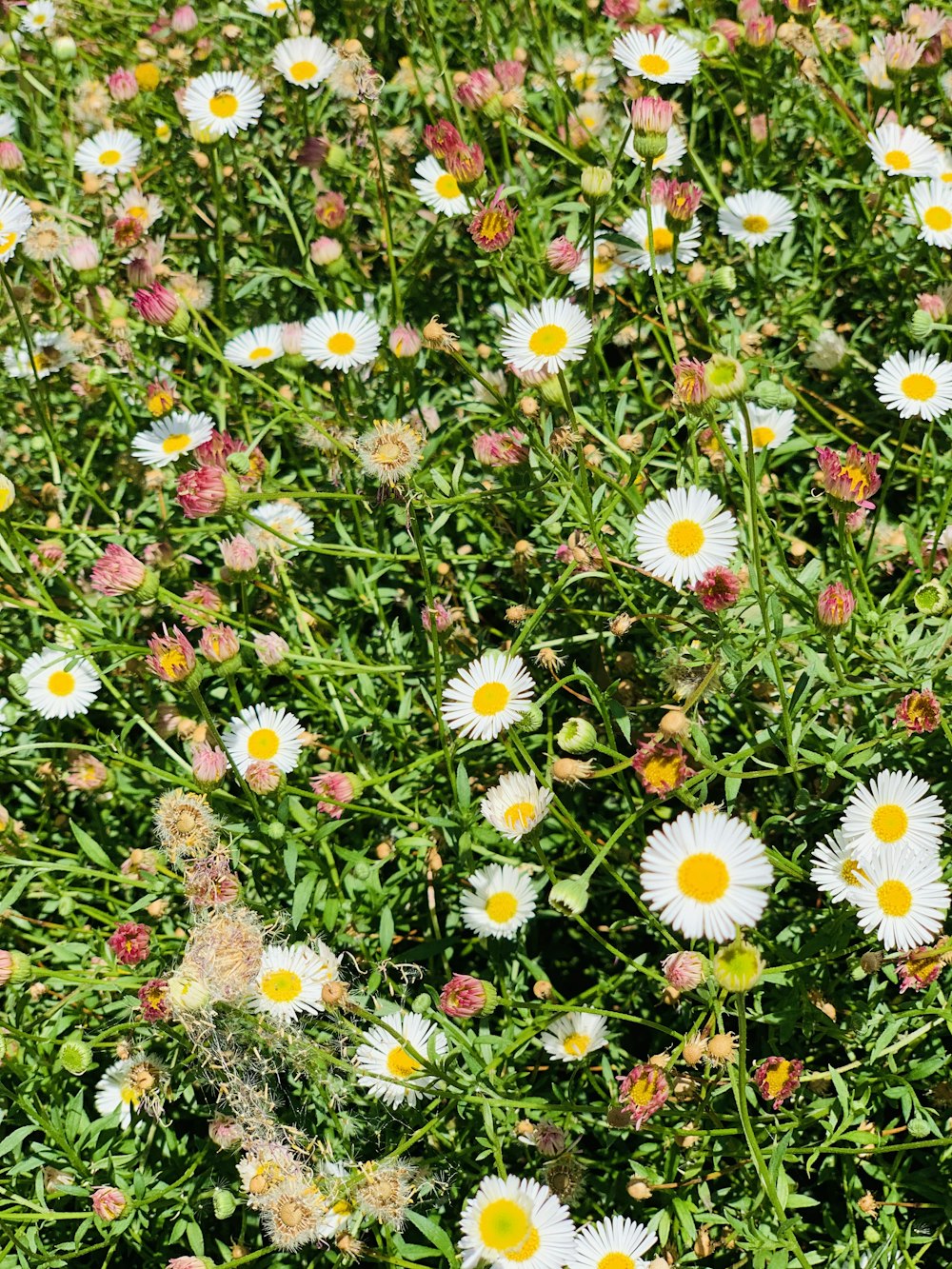 white and yellow flowers on brown soil