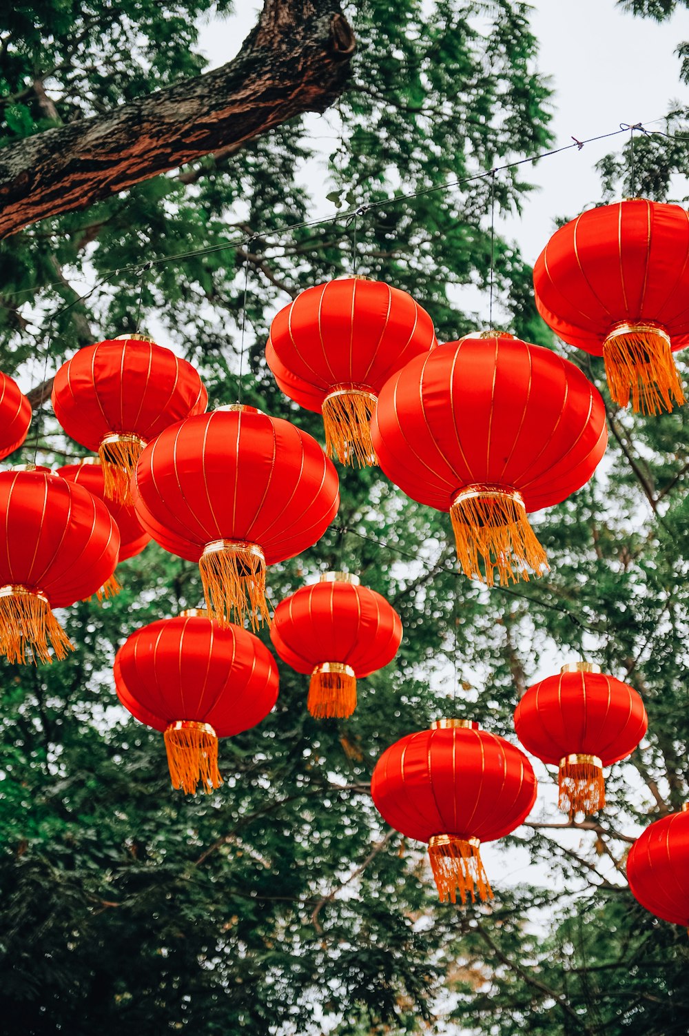 red paper lanterns on green trees during daytime