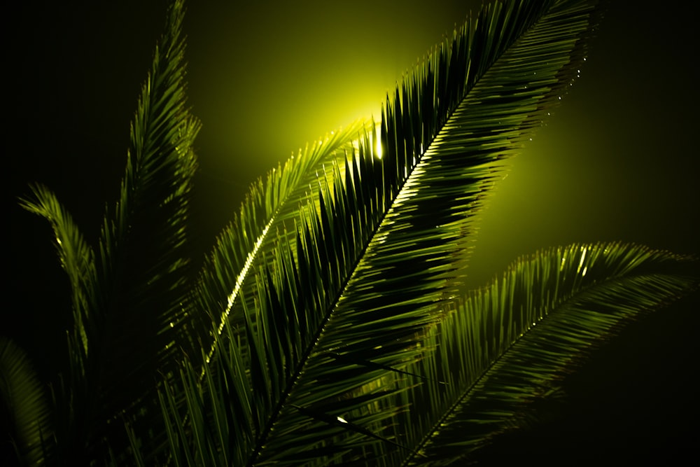 green palm plant in close up photography