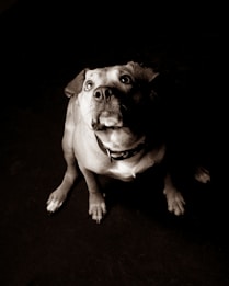 A dog with a collar is looking up with wide eyes against a dark background. The lighting highlights its facial features, giving an overall dramatic effect.