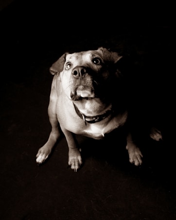 A dog with a collar is looking up with wide eyes against a dark background. The lighting highlights its facial features, giving an overall dramatic effect.