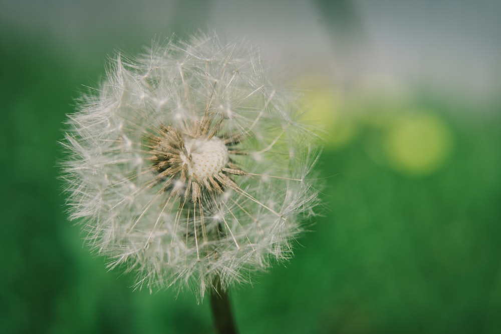 white dandelion in close up photography