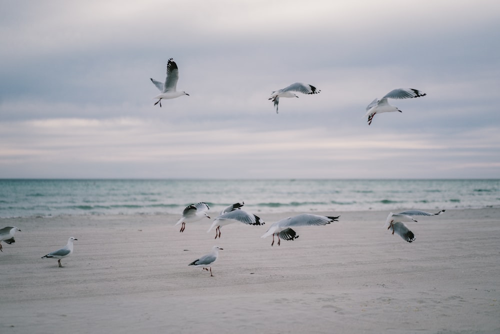 flock of white birds on beach during daytime