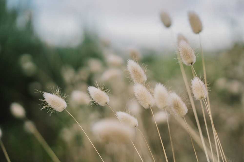 white dandelion in close up photography