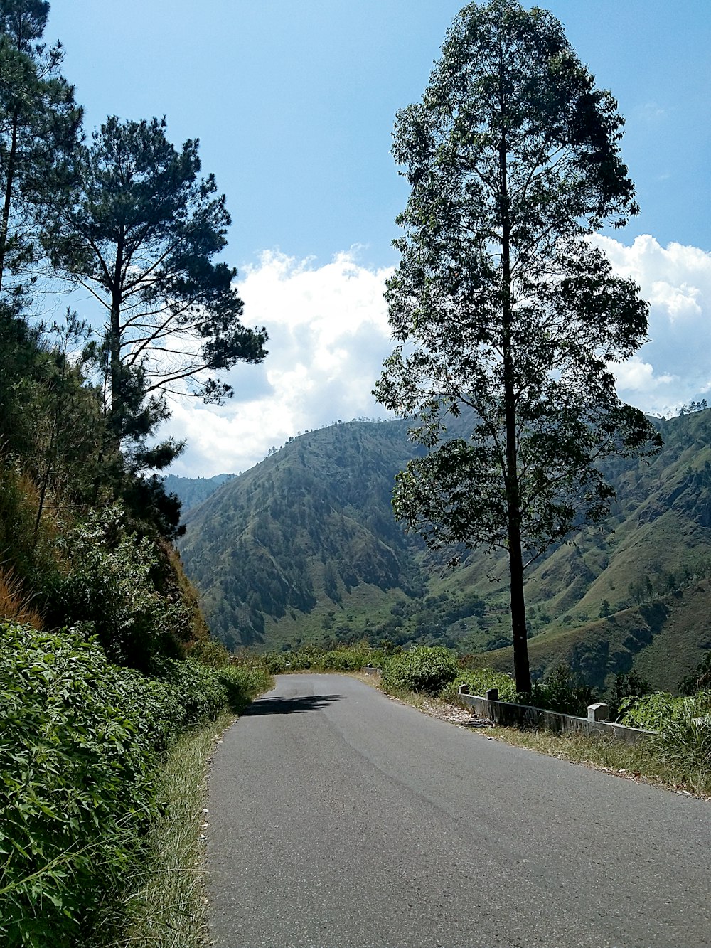 green trees on mountain during daytime