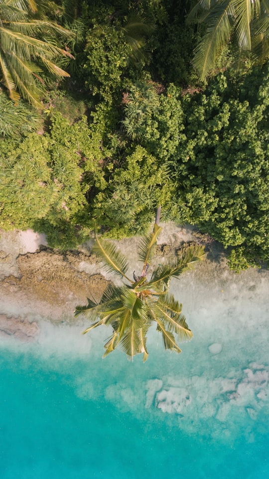 green pine tree on brown soil in Himandhoo Maldives