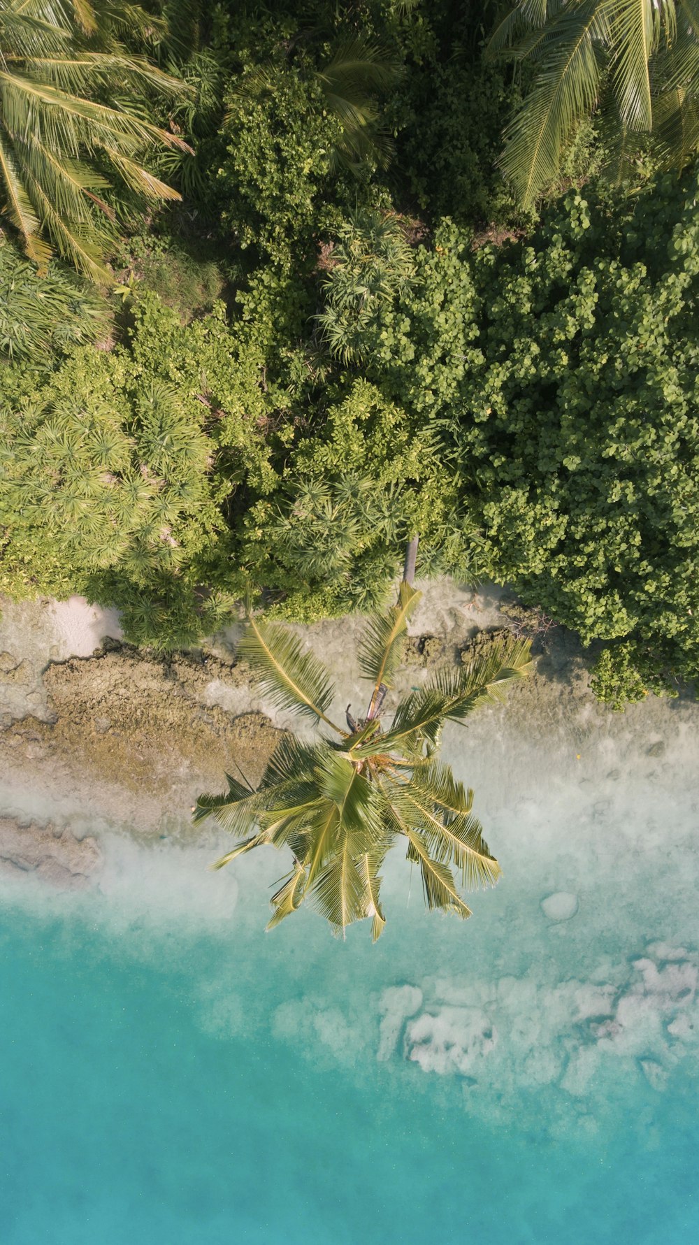 green pine tree on brown soil