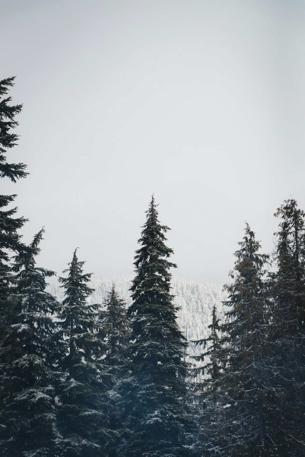 green pine trees covered with snow