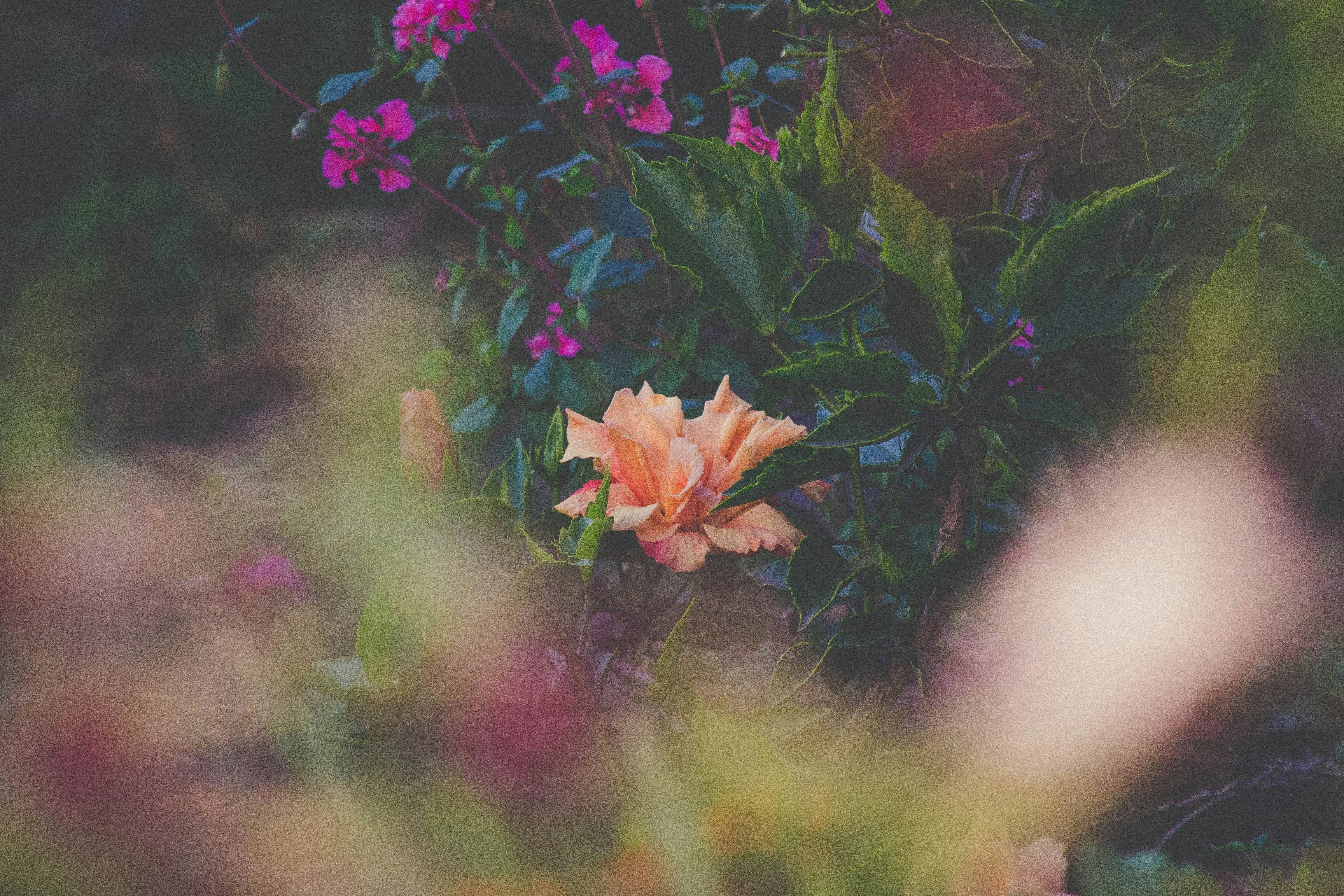 Featured image of post Flower Painting Images Free Download - Best hd wallpapers of flowers, desktop backgrounds for pc &amp; mac, laptop, tablet, mobile phone.