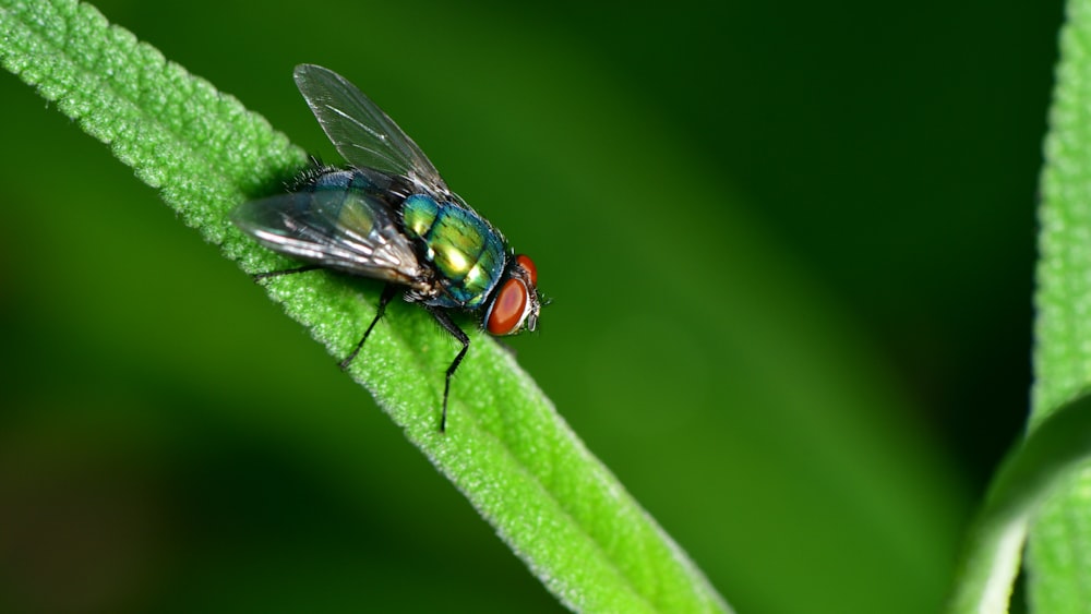 Mosca negra posada en hoja verde en fotografía de primer plano