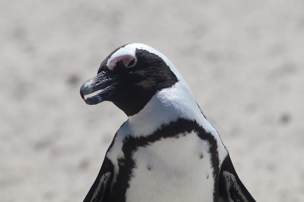 white and black penguin during daytime
