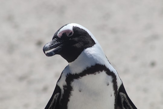 white and black penguin during daytime in Simonstown South Africa