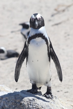 black and white penguin standing on brown sand during daytime