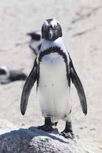 black and white penguin standing on brown sand during daytime
