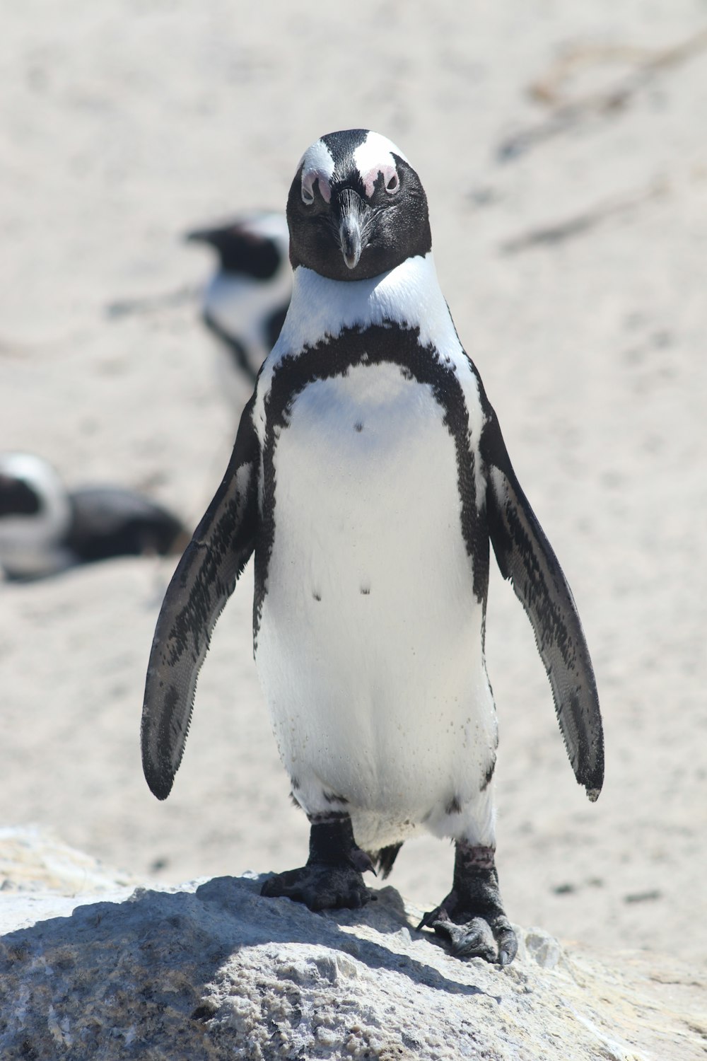 昼間、茶色の砂の上に立っている黒と白のペンギン