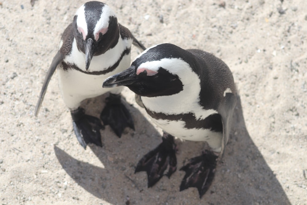 black and white penguin on brown sand during daytime