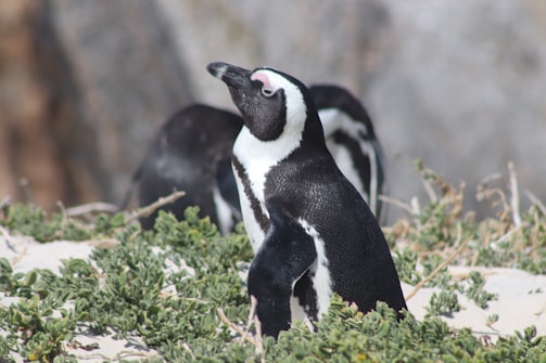 A penguin stands on sandy ground surrounded by green vegetation, with another penguin in the background. The scene appears to be in a natural habitat, possibly near the coast with rocky textures visible.