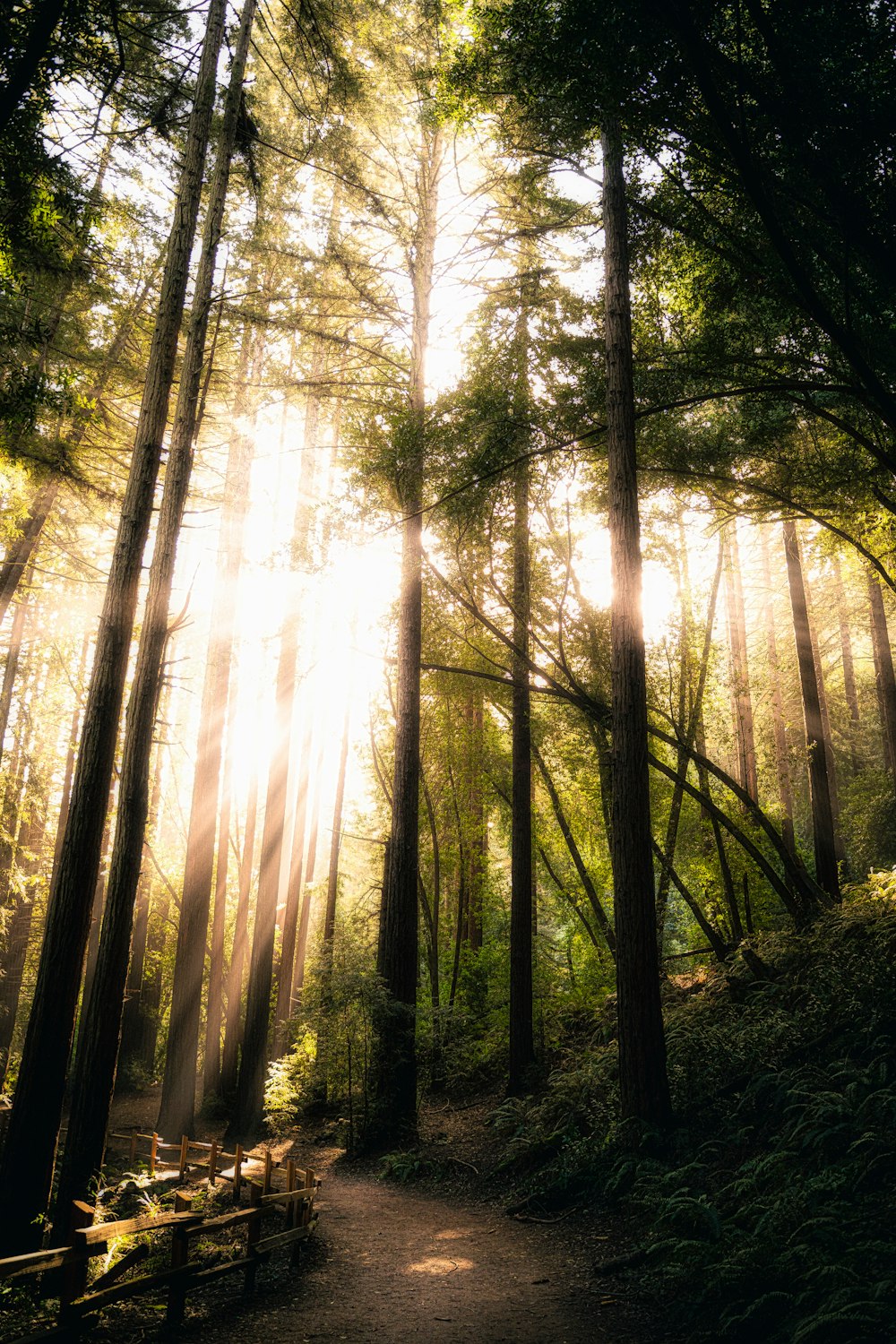 sun rays coming through trees