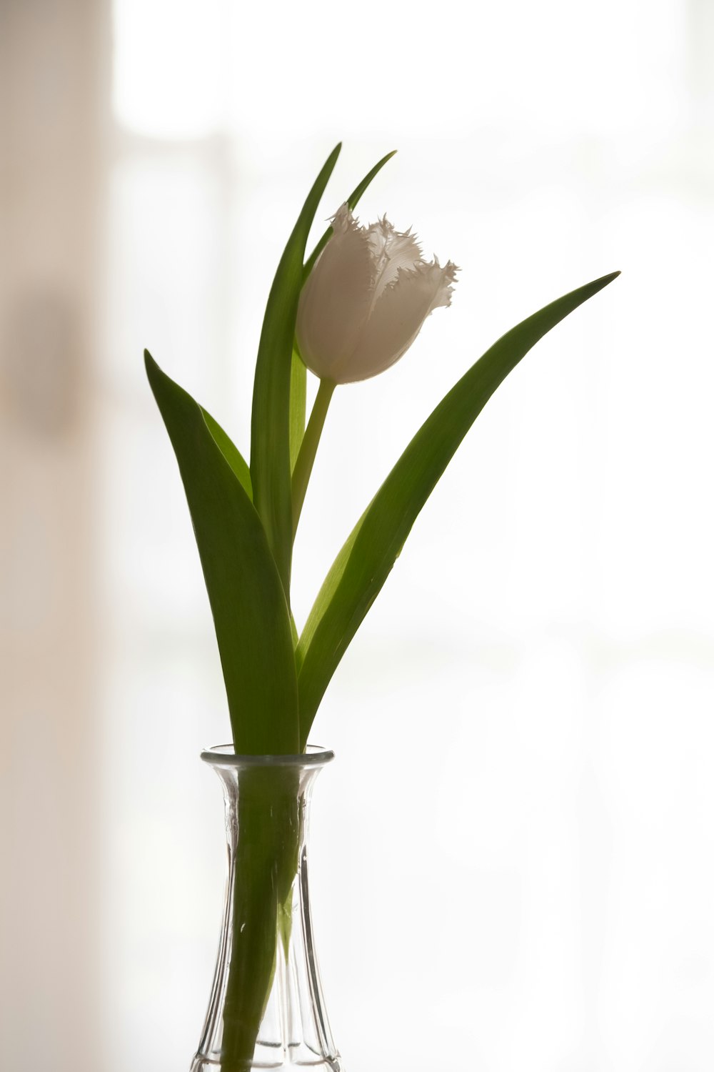 white tulips in clear glass vase