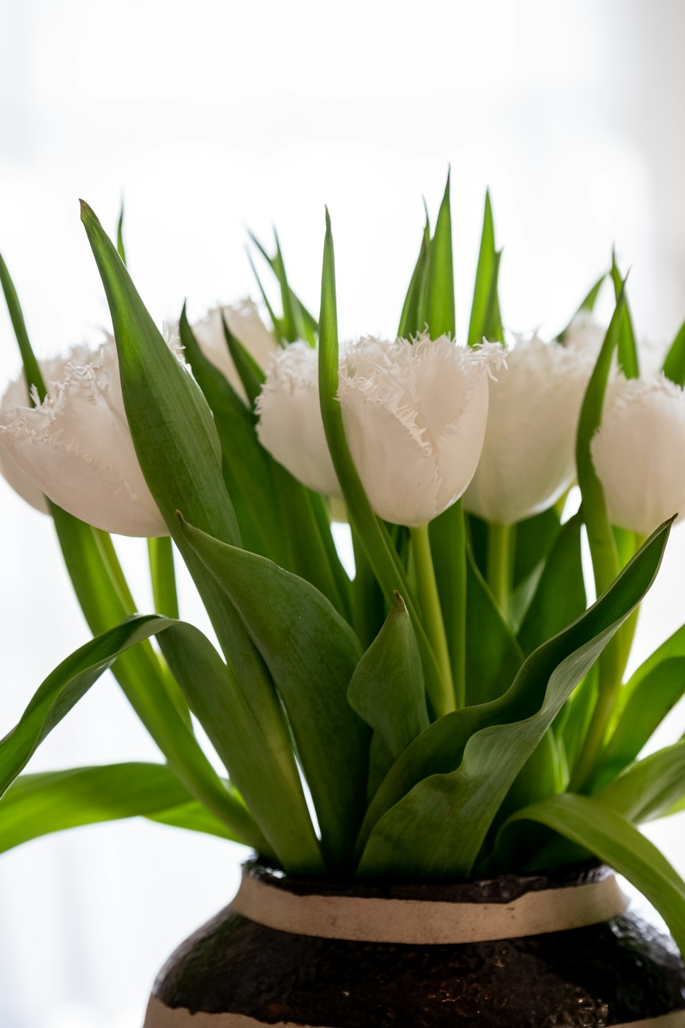 white flower with green leaves