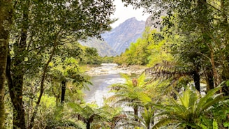 green trees near lake and mountains during daytime