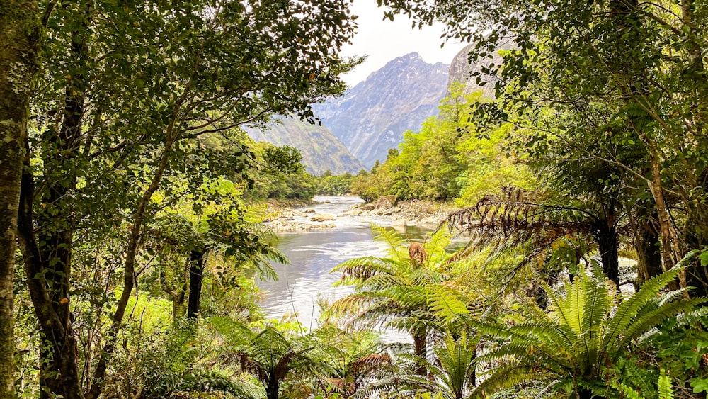 green trees near lake and mountains during daytime