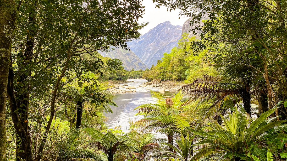 Sunlit beech forest and tree ferns framing a braided river and steep mountains along the Milford Track