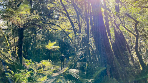 A vibrant screenshot showing the main character navigating a lush, mysterious forest.