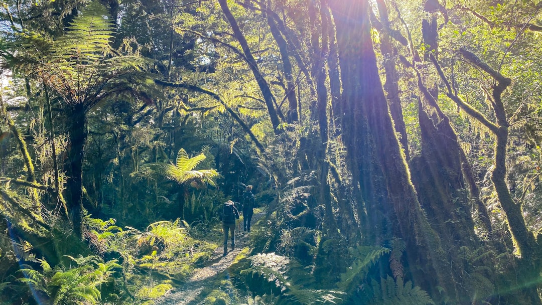 Forest photo spot Milford Track Glenorchy