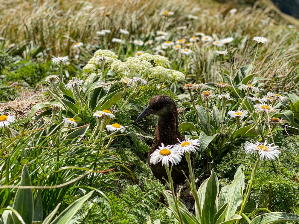 brown bird on white daisy flower field during daytime