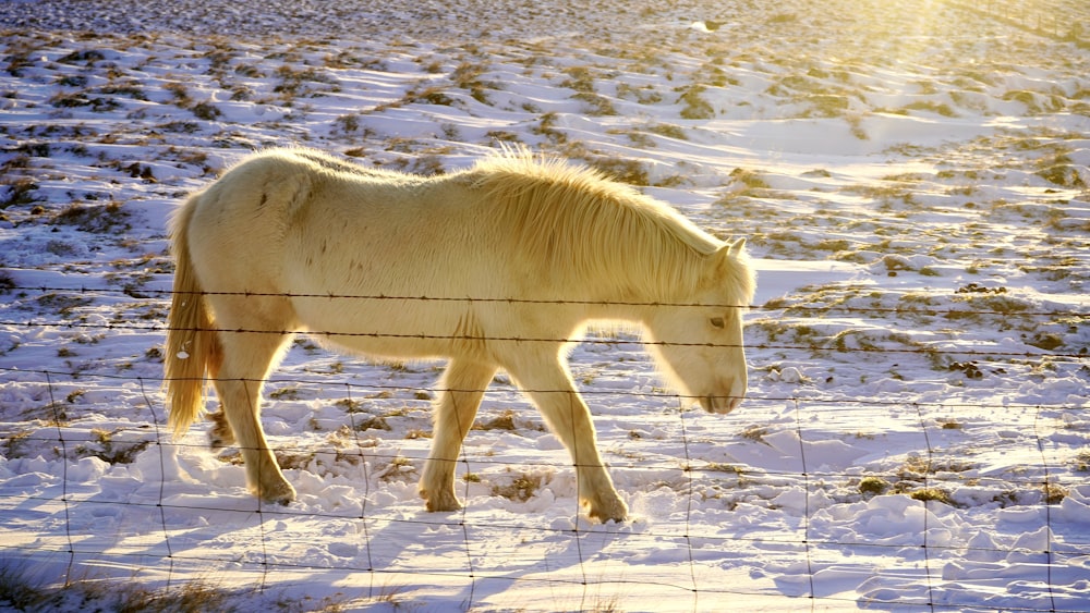 white horse on snow covered ground during daytime