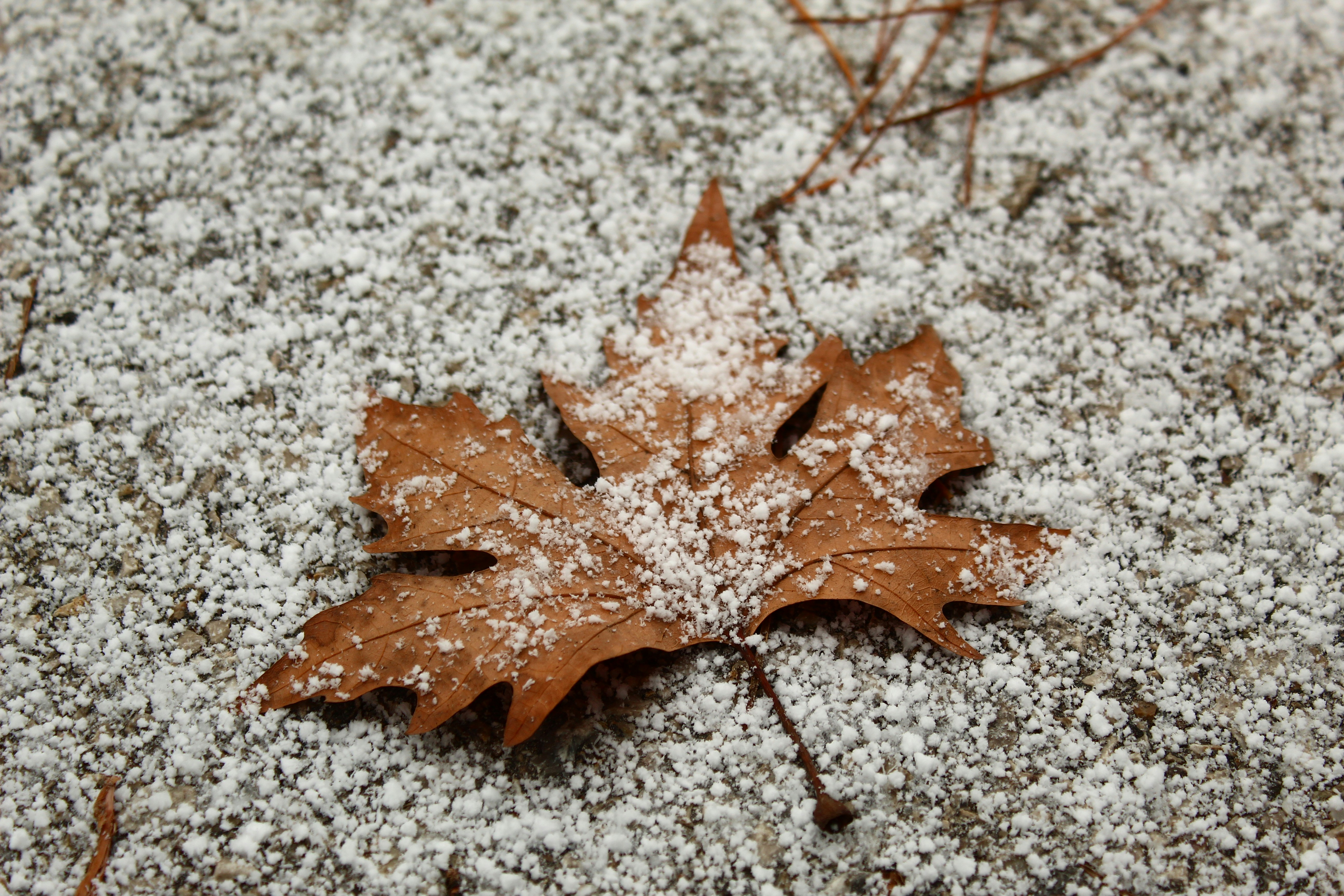 brown maple leaf on white snow