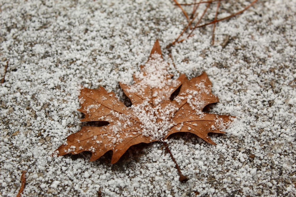 brown maple leaf on white snow