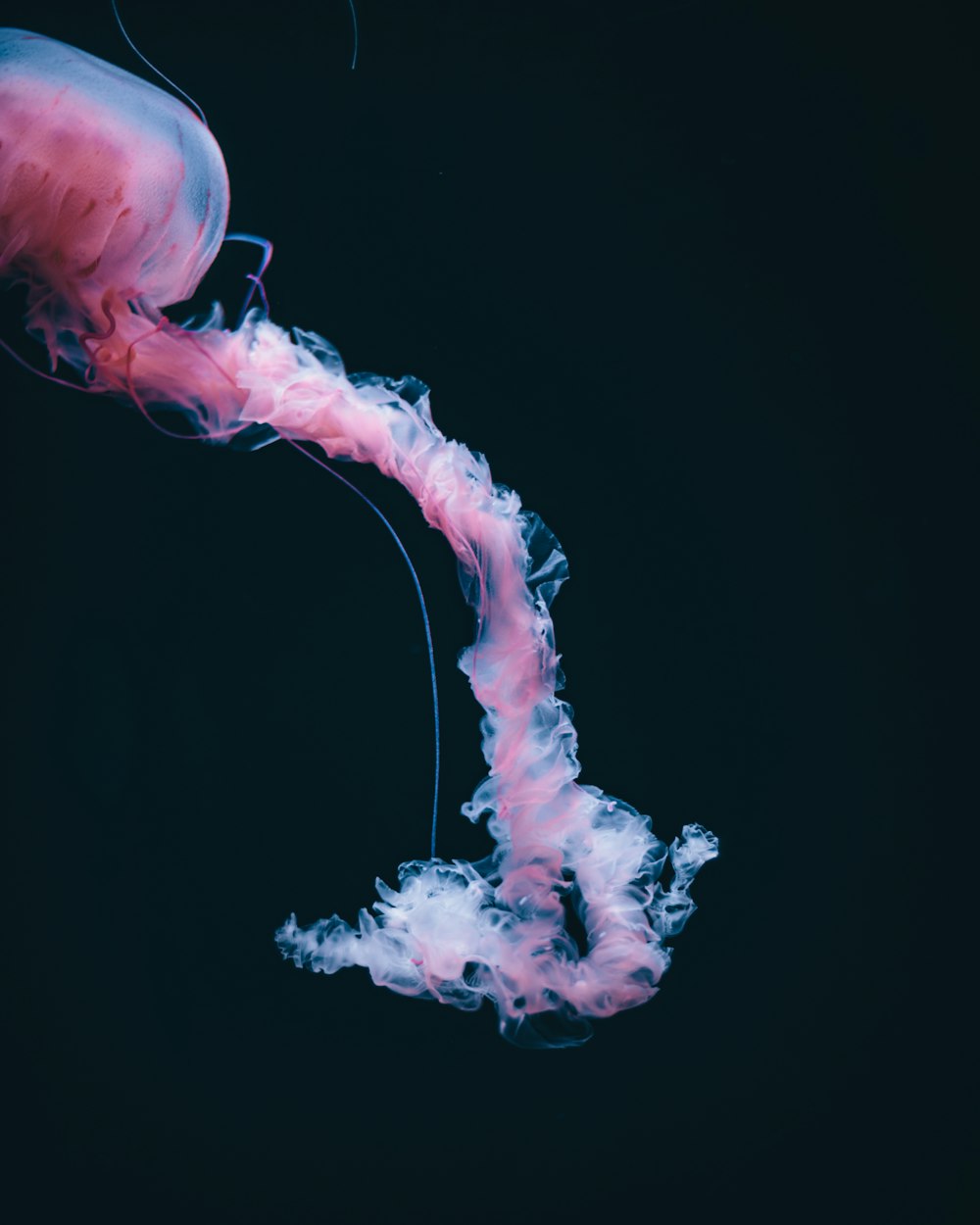 ilustração de fumaça rosa e branca