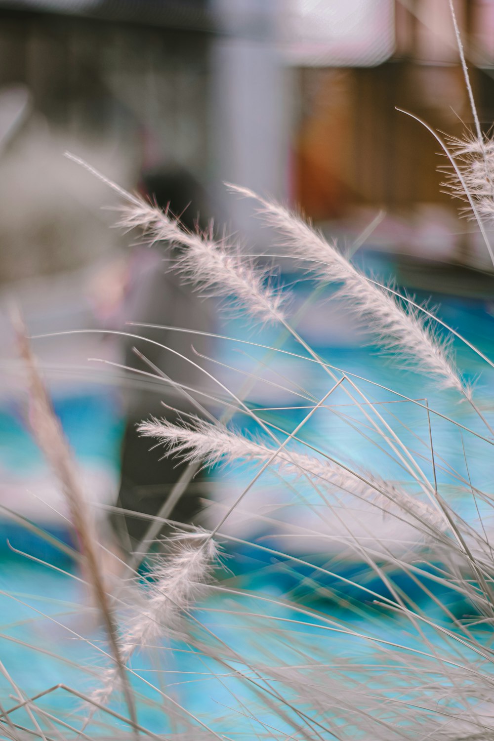 white dandelion in close up photography