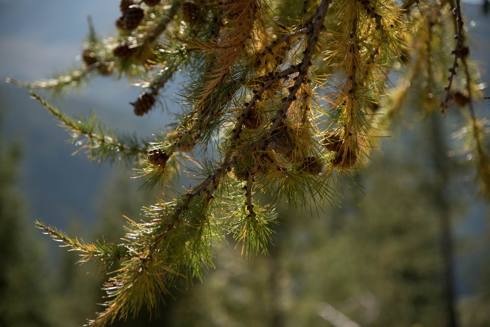 green pine tree during daytime