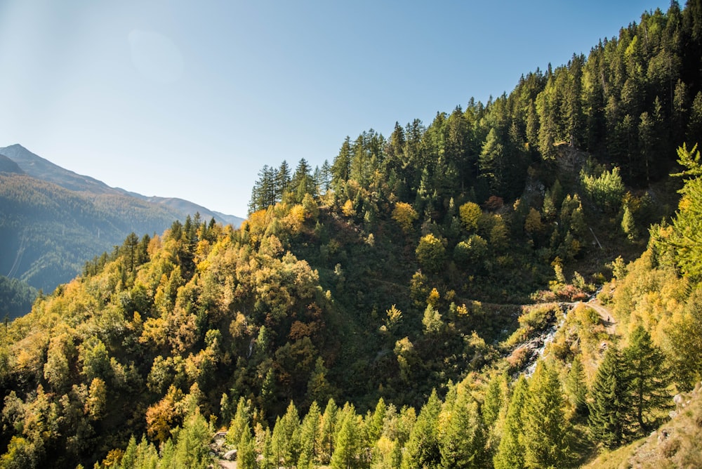 a view of a forest with a mountain in the background