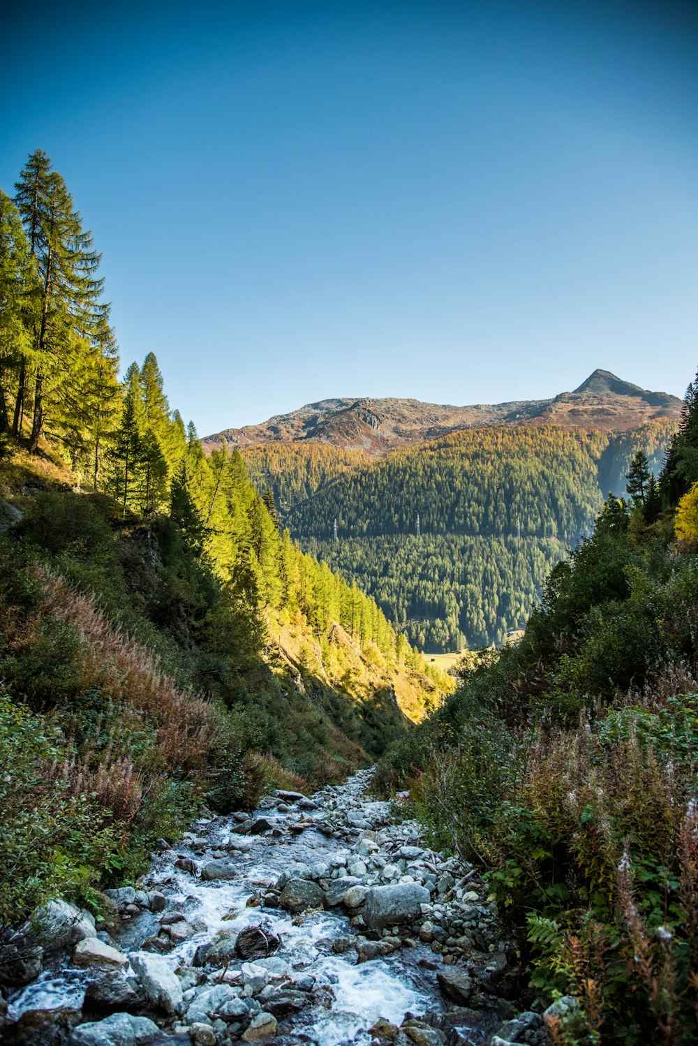 green trees on mountain under blue sky during daytime