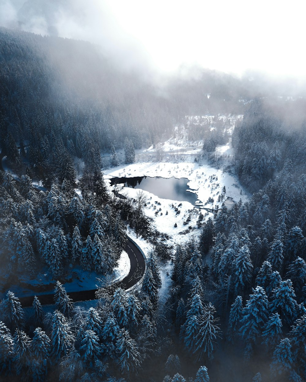 snow covered trees during daytime