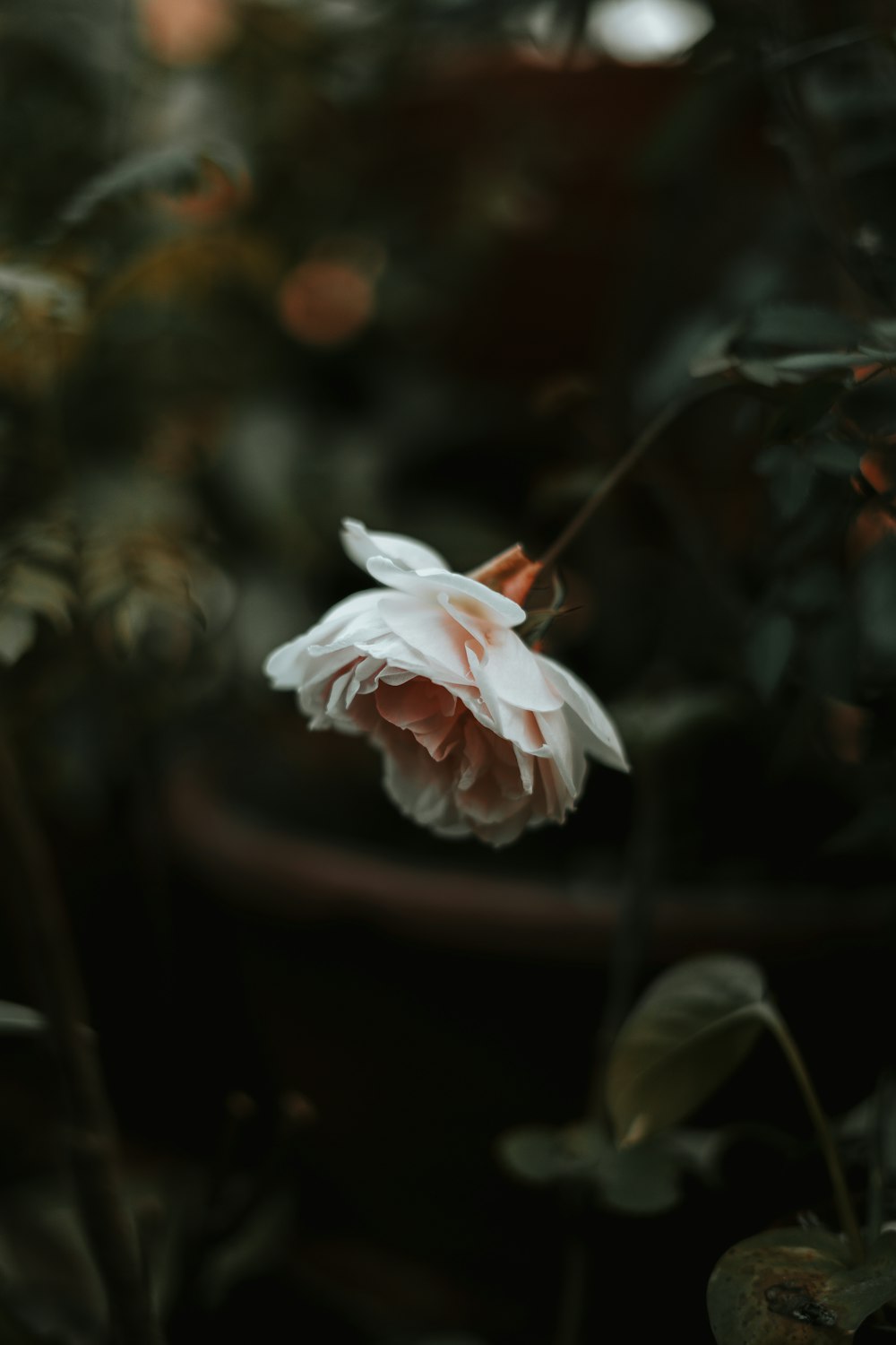 white flower in tilt shift lens