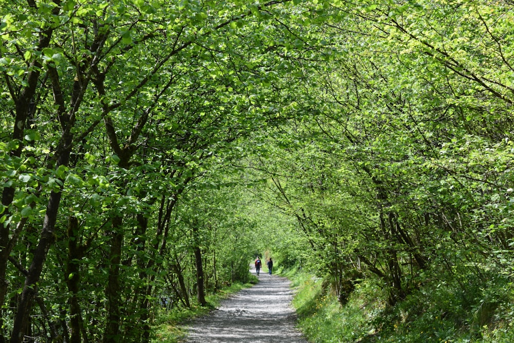 person in white shirt walking on gray concrete pathway between green trees during daytime