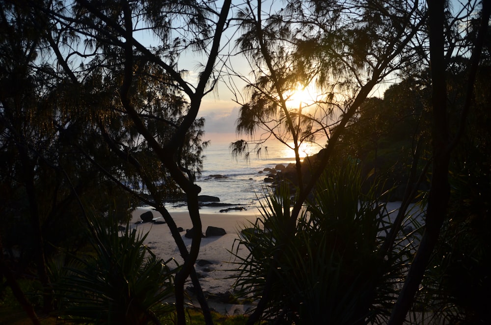 green trees near body of water during sunset