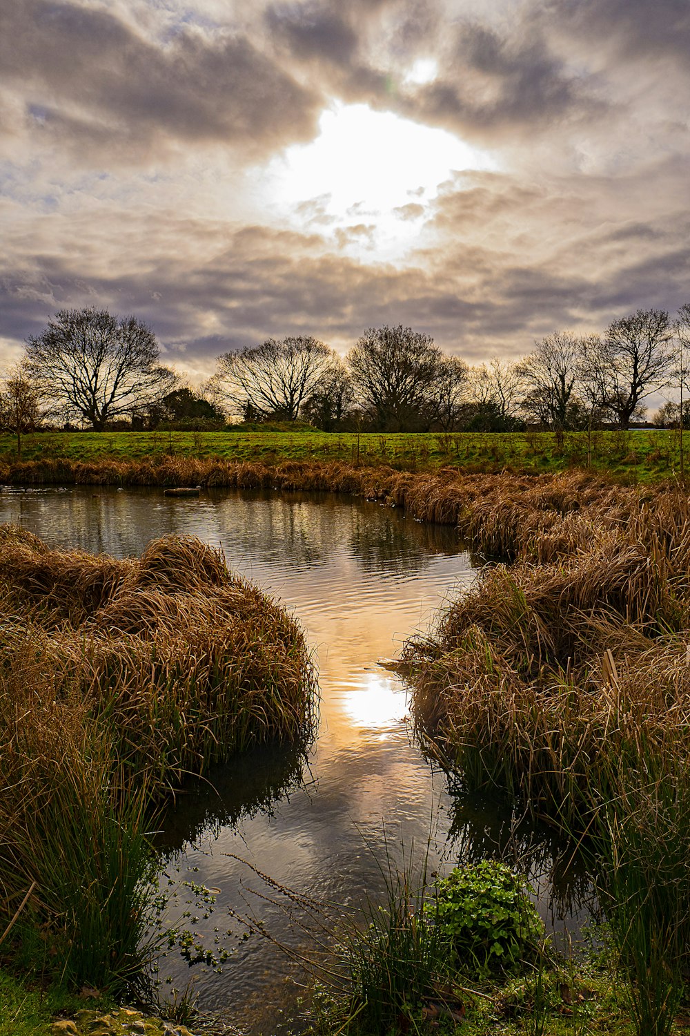 brown grass on river during daytime