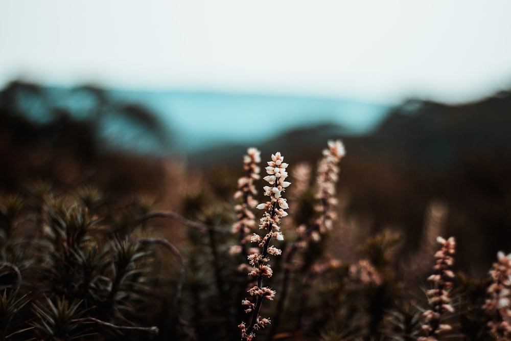 brown grass near body of water during daytime